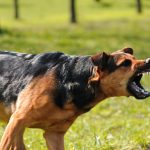 Understanding Oregon’s Dog Bite and Owner Liability Laws